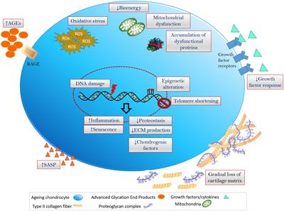 Chondrocyte Aging: The Molecular Determinants and Therapeutic Opportunities